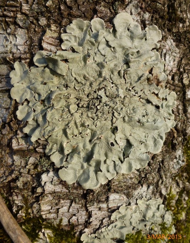 Lichens forestiers 3.3.2013 022